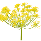 FENNEL