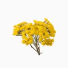 Helichrysum