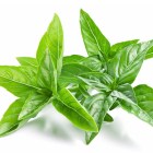 Basil Leaves