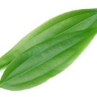 Cassia Leaves