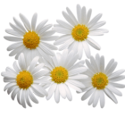 Chamomile (Roman)