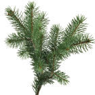 Fir Needle