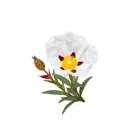 Labdanum Natural Essential Oil