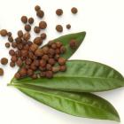 Allspice