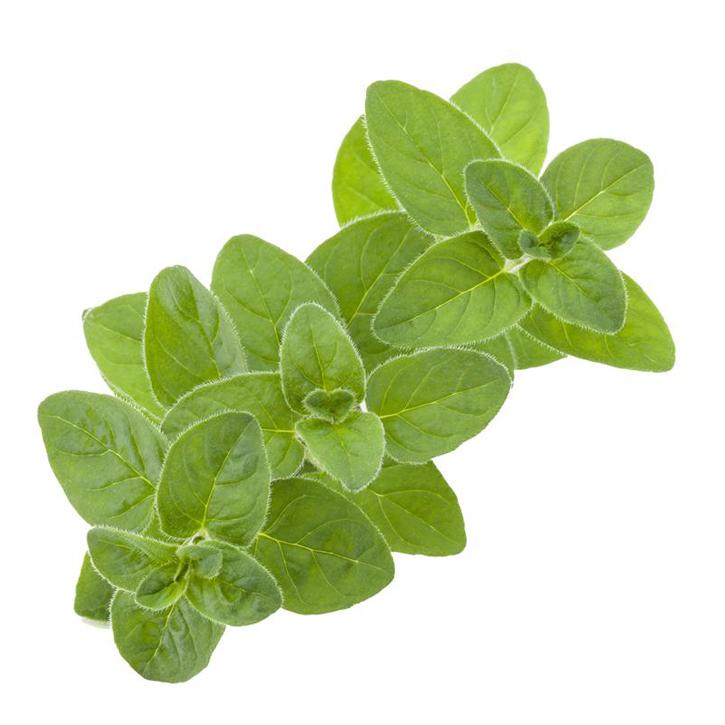 Sweet Marjoram