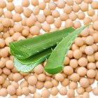 Aloe Vera & Soybean