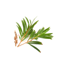 Tea Tree